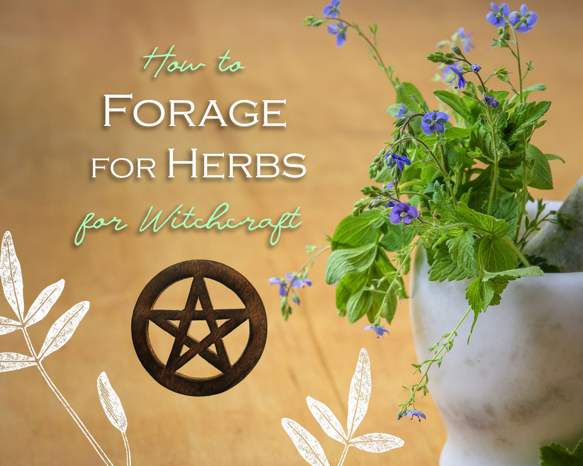Guest Post: How To Forage for Herbs for Witchcraft – Grove and Grotto