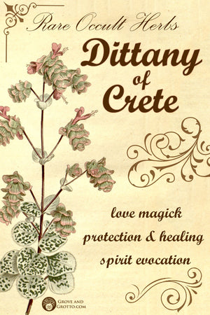 Rare occult herbs: Dittany of Crete