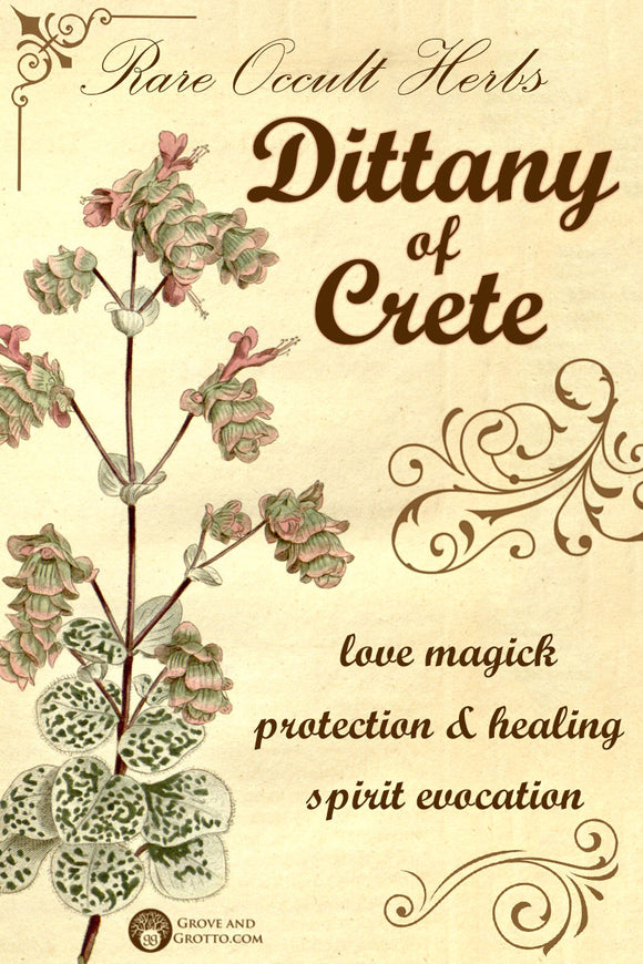 Rare occult herbs: Dittany of Crete
