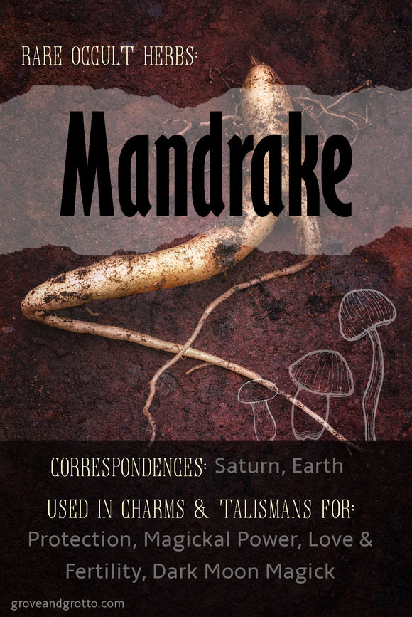 Rare occult herbs: Mandrake
