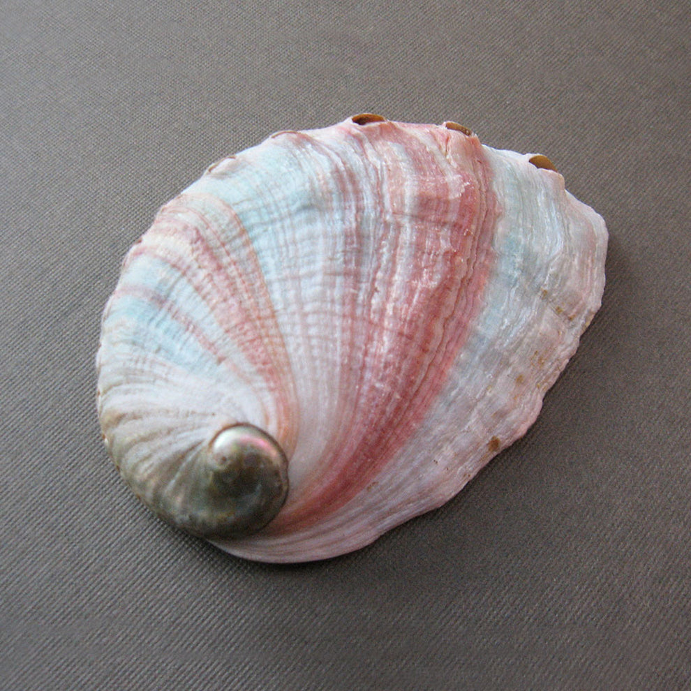 Red Abalone Shell (Small) – Grove and Grotto