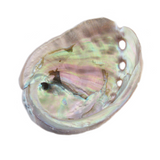 Red Abalone Shell (Small)