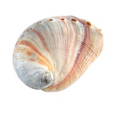 Red Abalone Shell (Small)