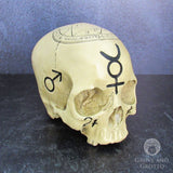 Alchemical Skull