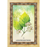Celtic Tree Oracle
