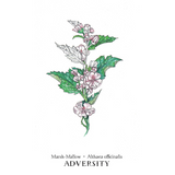 Hedgewitch Botanical Oracle (Boxed Set)