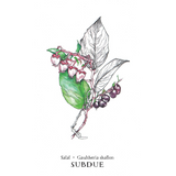 Hedgewitch Botanical Oracle (Boxed Set)