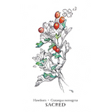 Hedgewitch Botanical Oracle (Boxed Set)