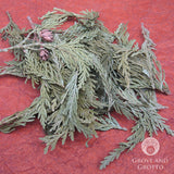 Cedar Tips (1 oz)