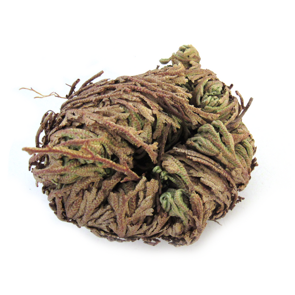 Jericho Flower (Mini)