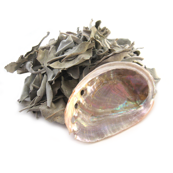 Loose White Sage with Mini Abalone Shell